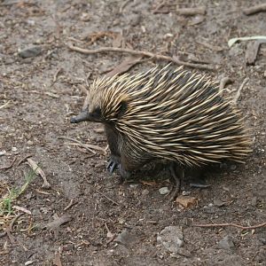 Echidna