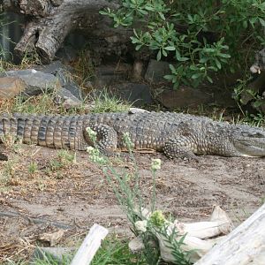 Freshwater Crocodile