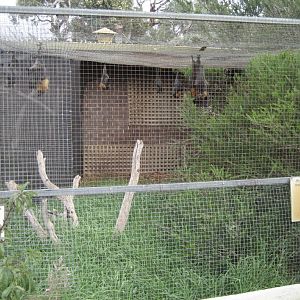 Grey-headed Fruit Bat Aviary