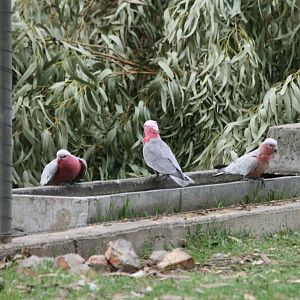 Galahs, wild