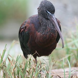 Glossy Ibis