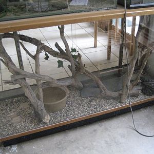 Inland Carpet Python tank
