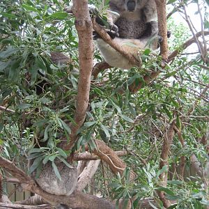 Koalas