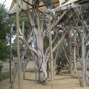 Koala enclosure