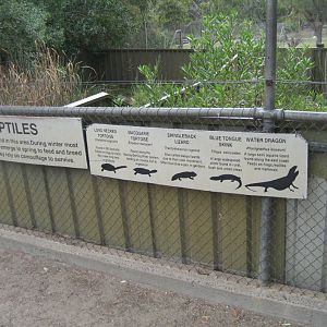Lizard signage