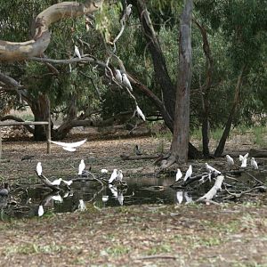 Little Corellas - wild