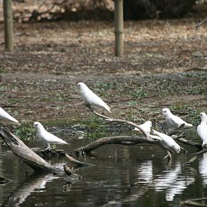 Little Corellas - wild
