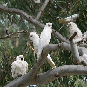 Little Corellas - wild