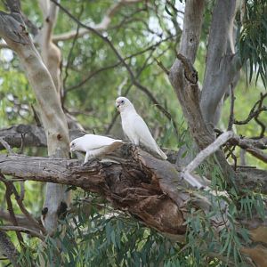Little Corellas - wild