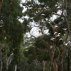 Flock of wild Little Corellas in flight