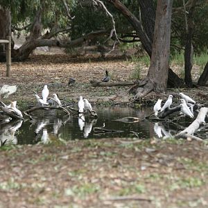 Little Corellas - wild