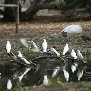 Little Corellas - wild