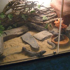 Lizard tank