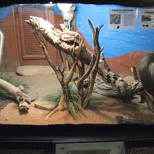 Lizard tank