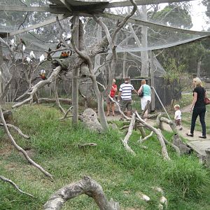 Lorikeet Walkthrough Aviary