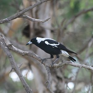 White-backed Magpie - wild