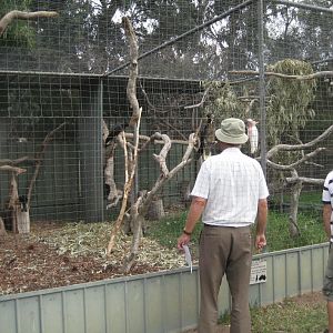 Cockatoo aviary