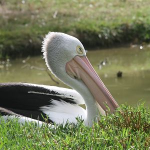 Australian Pelican