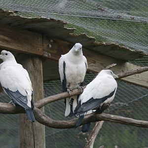 Pied Imperial Pigeons