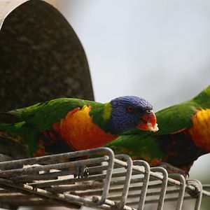 Rainbow Lorikeets - wild