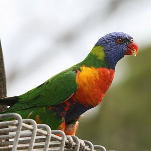 Rainbow Lorikeet - wild