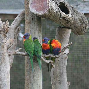 Rainbow Lorikeets