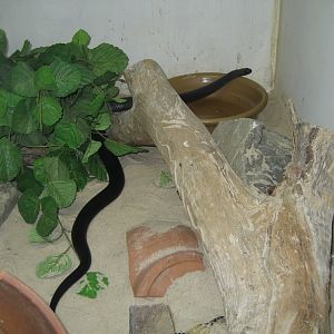 Red-bellied Black Snake