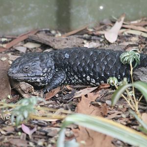 Shingleback Skink
