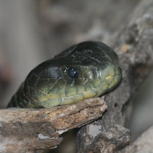 Tiger Snake