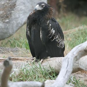 Wedgetail Eagle