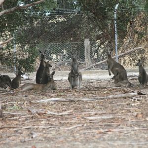 Western Grey Kangaroos