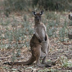 Western Grey Kangaroos