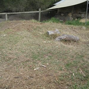 Wombat enclosure