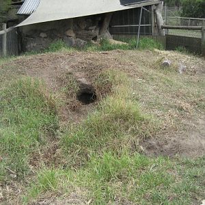 Wombat enclosure