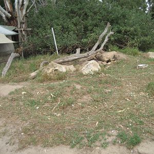 Wombat enclosure