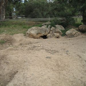 Wombat enclosure