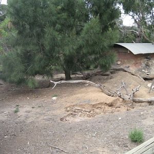 Wombat enclosure