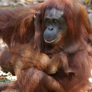 Bornean orang-utan