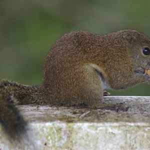 Bornean black-banded squirrel (Callosciurus orestes)
