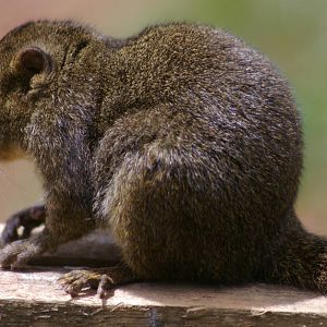 Bornean mountain ground squirrel (Dremomys everetti)
