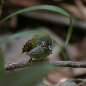 baby Temmincks sunbird (Aethopyga temminckii)