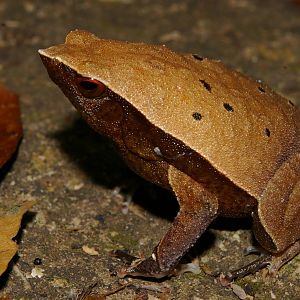 rufous-sided sticky frog (Kalophrynus pleurostigma)