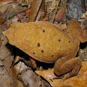rufous-sided sticky frog (Kalophrynus pleurostigma)