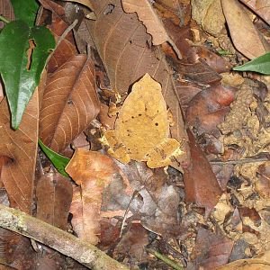 rufous-sided sticky frog (Kalophrynus pleurostigma)