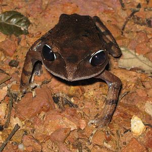montane large-eyed litter frog (Leptobrachium montanum)