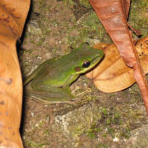 white-lipped frog (Rana chalconota)