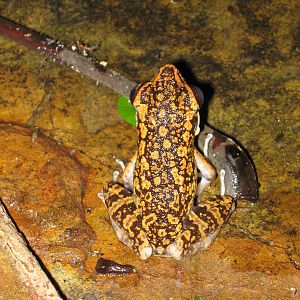 spotted stream frog (Rana picturata)