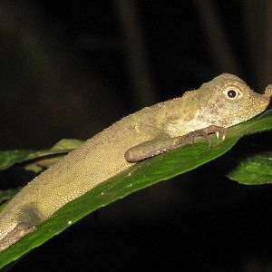 ornate shrub lizard (Aphaniotis ornata)