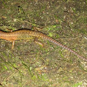 Sabah litter skink (Sphenomorphus sabanus)