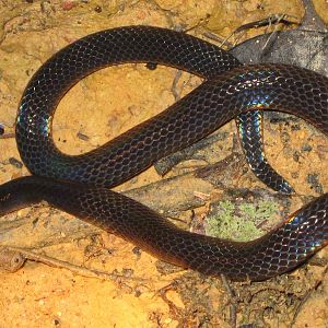 Schmidts reed snake (Calamaria schmidti)
